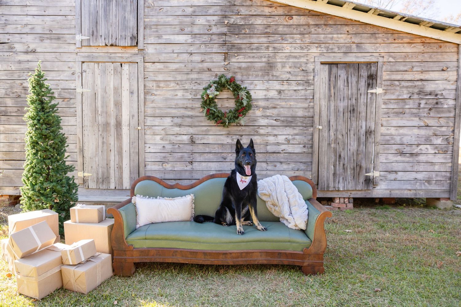 Black German Shepherd dog sitting on vintage green sofa outdoors near rustic barn with holiday wreath and wrapped gifts.