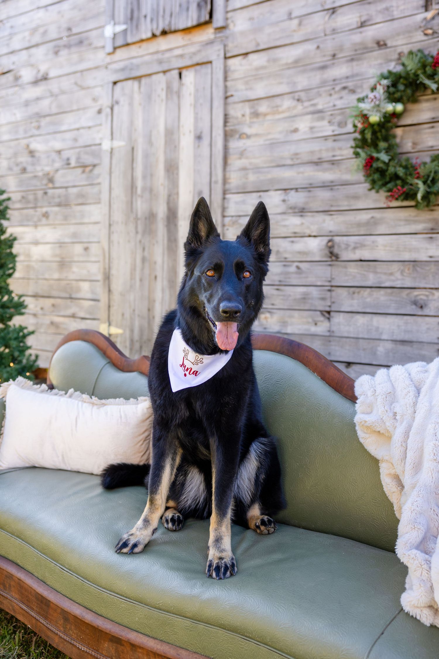 Black German Shepherd dog wearing a bandana sits on a green vintage sofa outdoors near a rustic wooden barn.