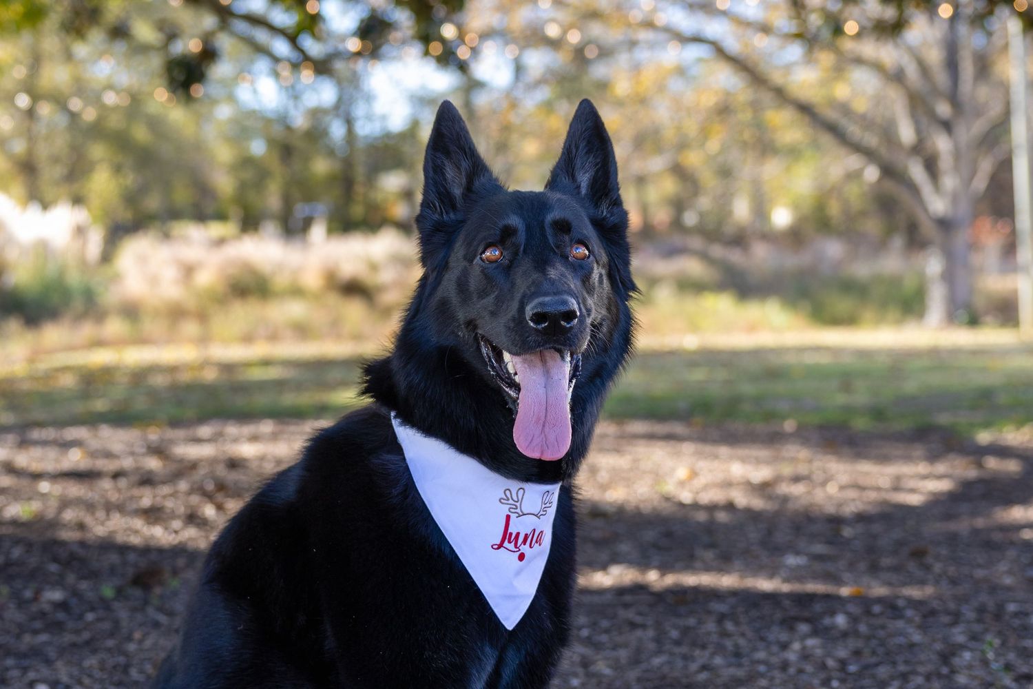 Pet friendly Raleigh Photographer for Christmas mini sessions.