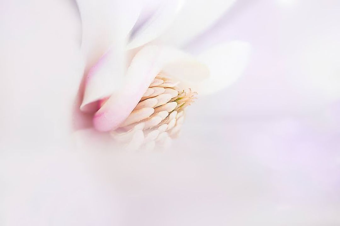 Close-up macro photo of a delicate white magnolia flower with soft pink stamens and golden pistils on a bright background.
