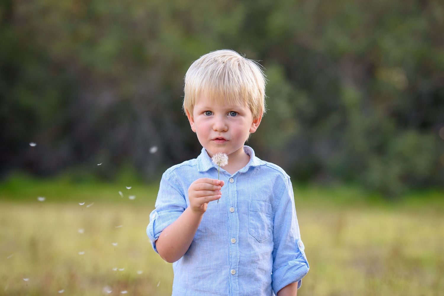 Photo of a boy blowing dandelion seeds in a field - Kelly Chapman Photographer Perth