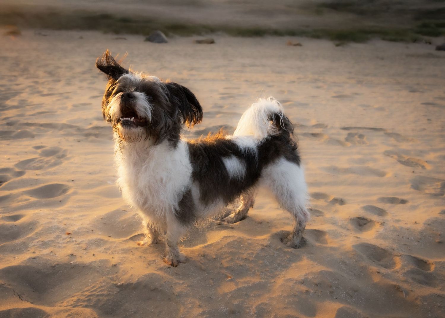Black and white dog playing and running on sandy beach at sunset.
