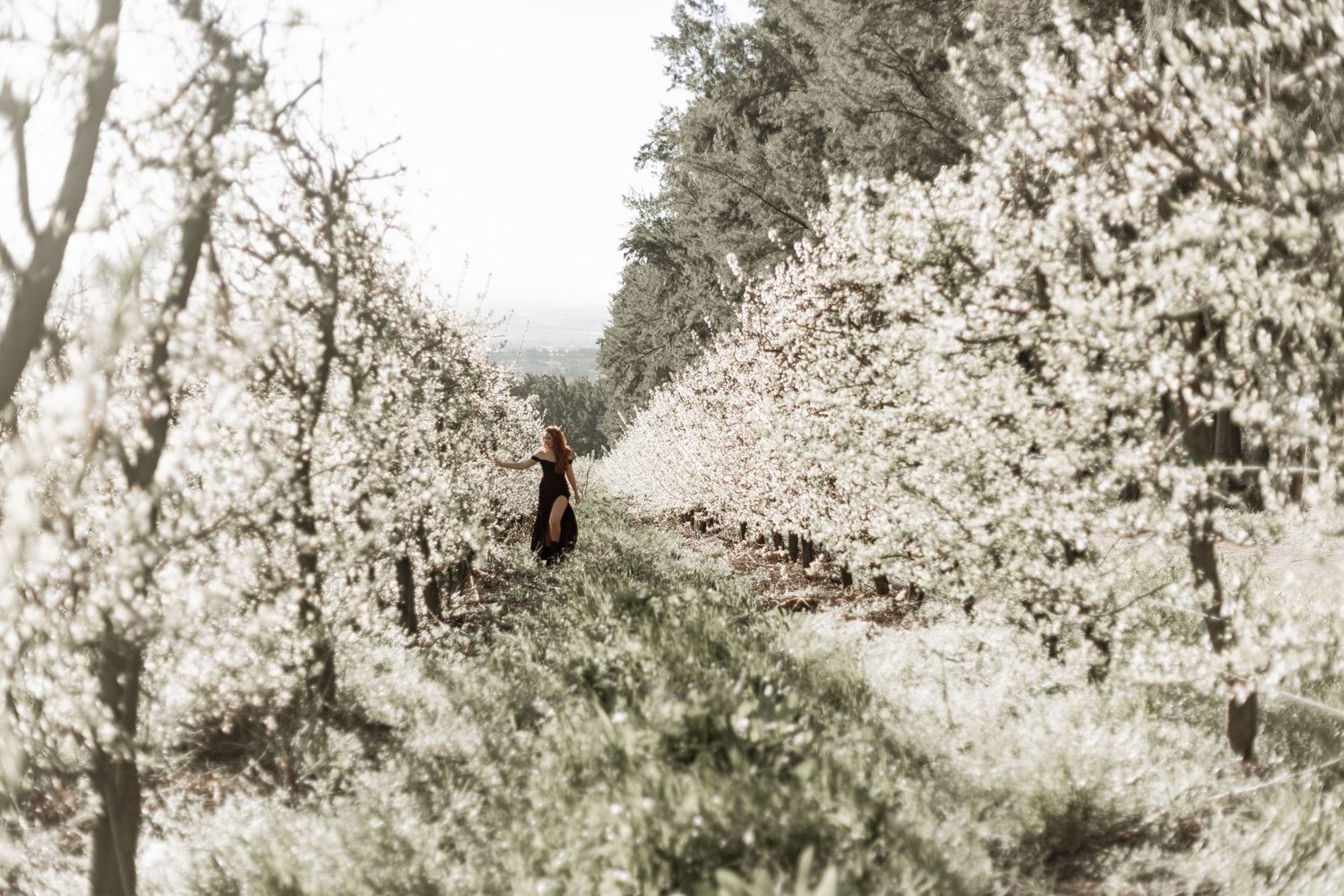 Scenic orchard landscape with blooming white cherry blossom trees stretching into the distance.