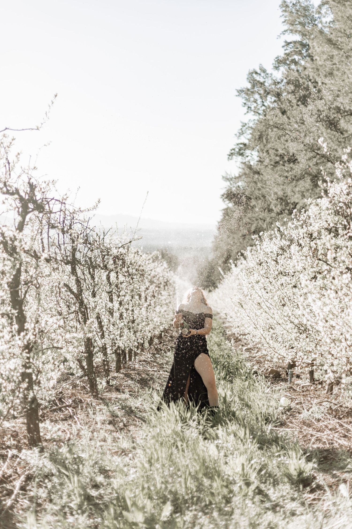 Soft focus view of white cherry blossoms blooming in an orchard with a misty spring atmosphere.