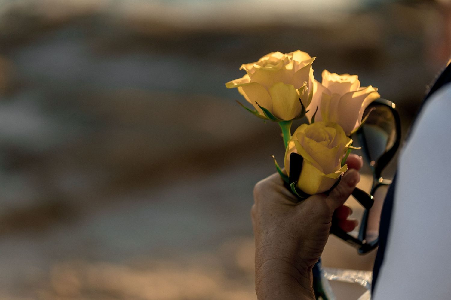 Yellow roses in bloom against a dark blurred background showing petals in varying stages of opening.