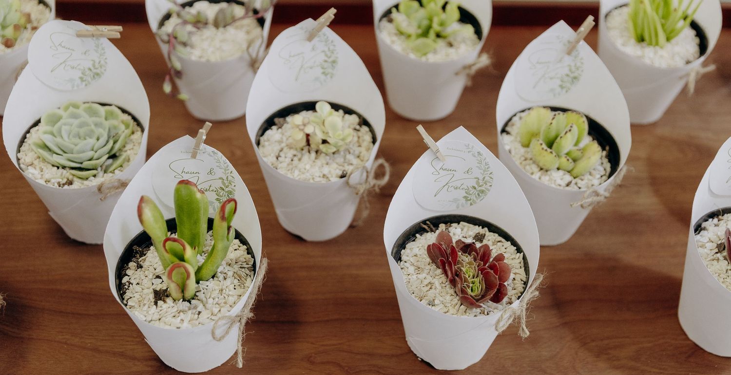 White ceramic pots with sprouting seedlings lined up in rows on a wooden surface.