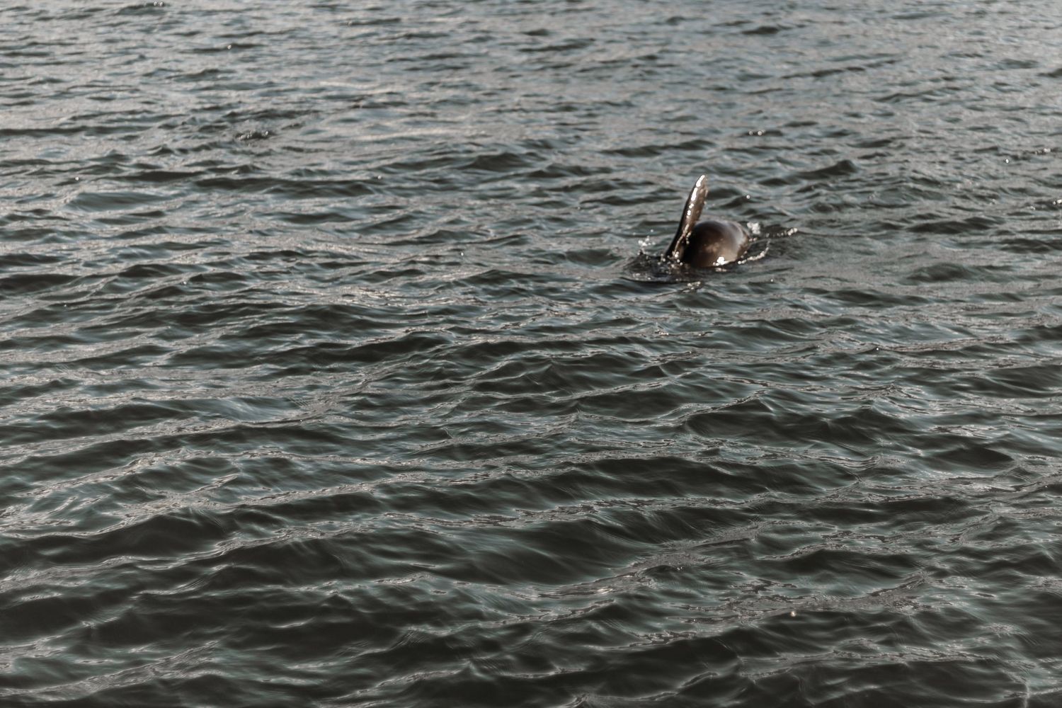 A swimmer in a wetsuit glides through dark rippling ocean waters during an open water swim.