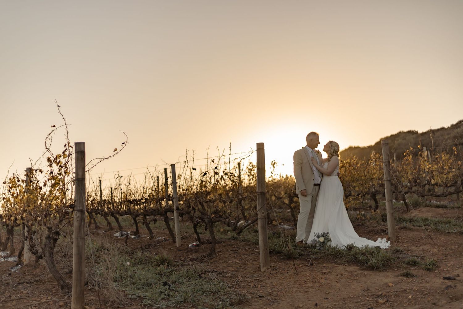 A golden sunset illuminates rows of dormant grapevines in a peaceful vineyard landscape during winter.