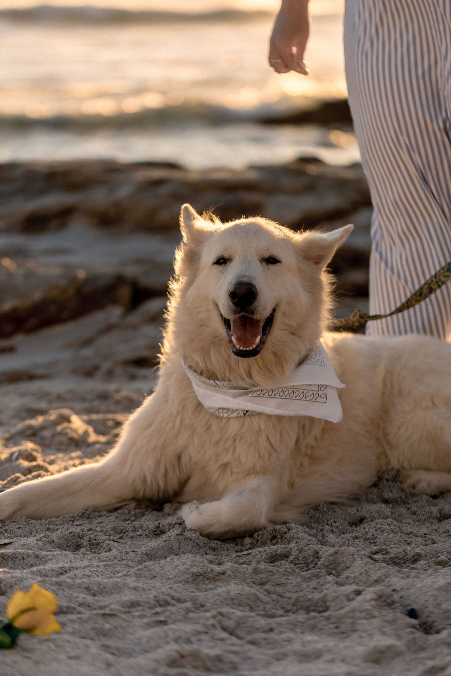 Happy white dog wearing bandana lies on beach sand during golden hour sunset.