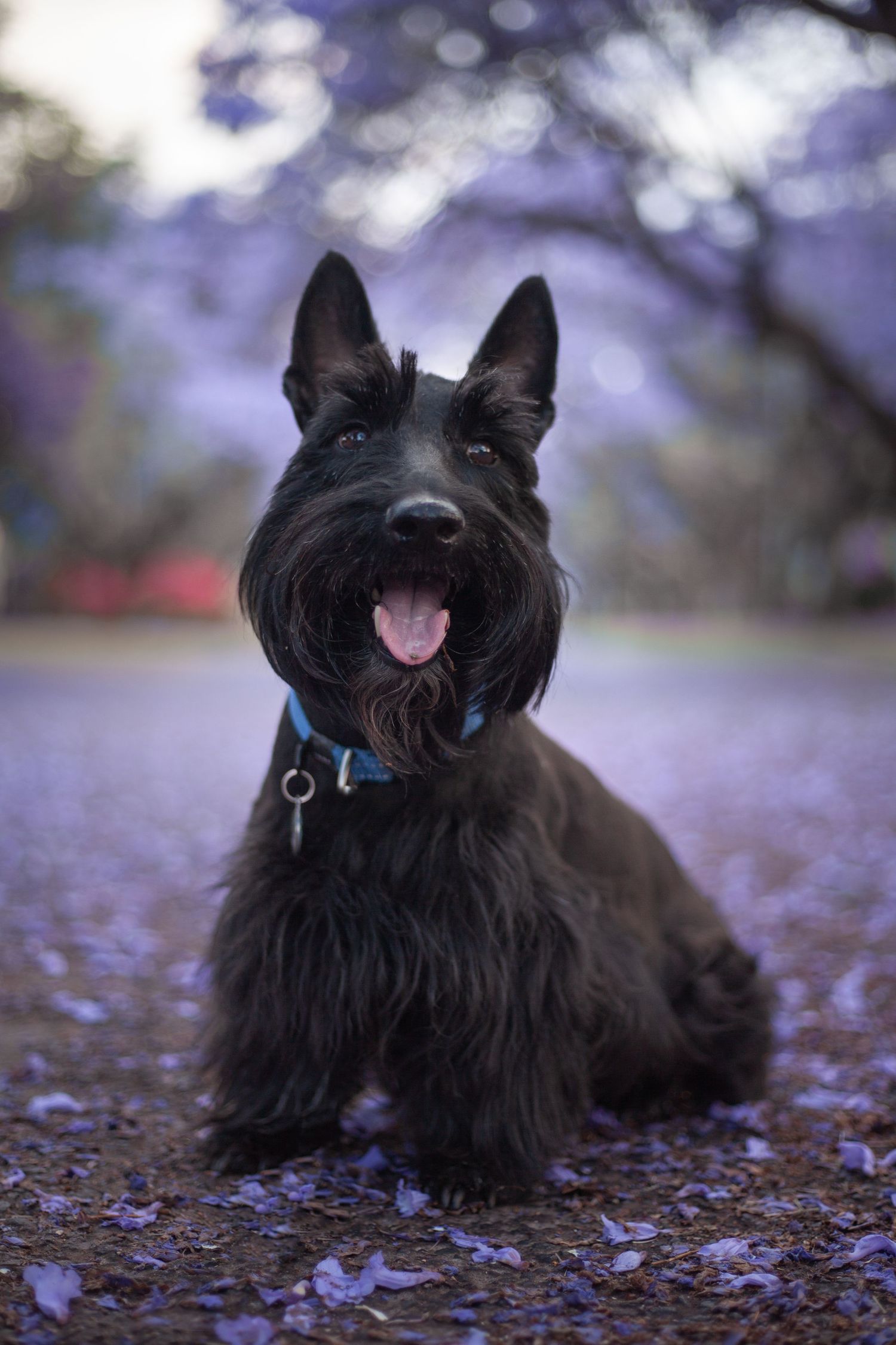 A black Scottish Terrier dog lies among scattered purple flower petals on the ground with a blurred background.