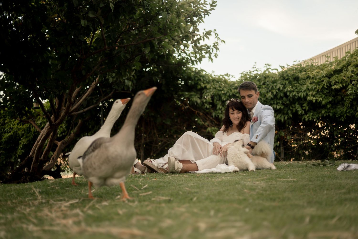 Couple sitting on grass with two geese nearby, surrounded by lush green trees in a serene outdoor setting.