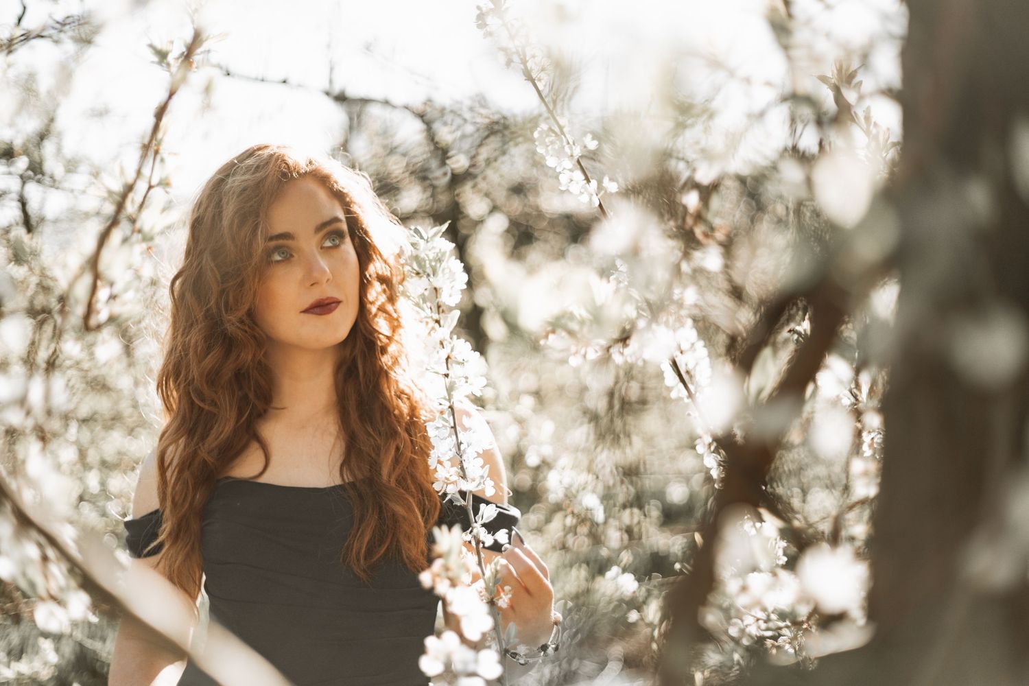Woman in elegant black dress poses among delicate white cherry blossoms in spring.