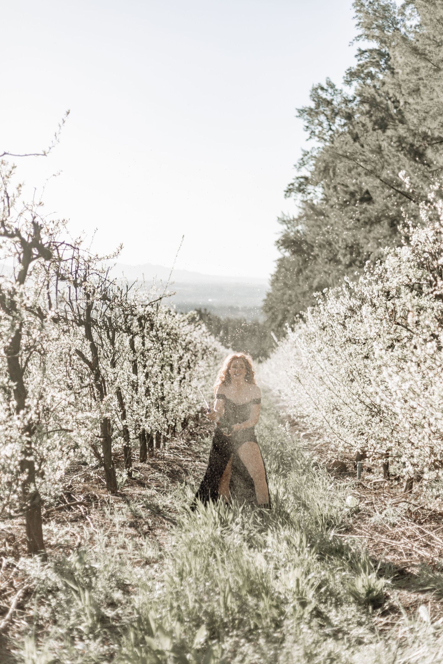 Ethereal spring landscape with cherry blossoms in full bloom along a dreamy orchard path.