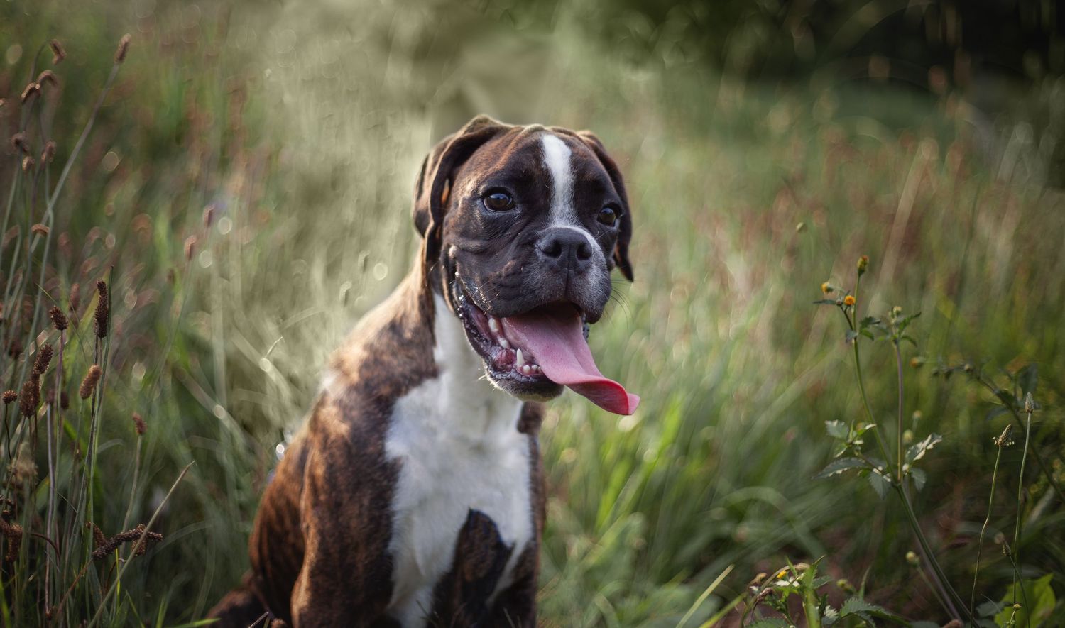 A series of dogs in natural outdoor settings with tall grass and wildflowers in the background.