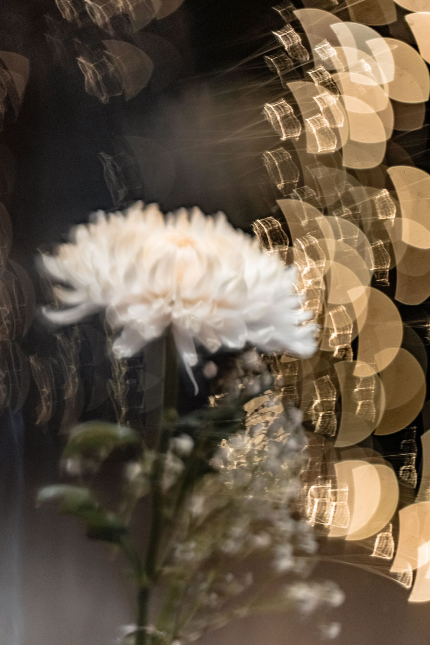 White chrysanthemum bloom with ethereal double exposure effect against bokeh lights and glass reflections.