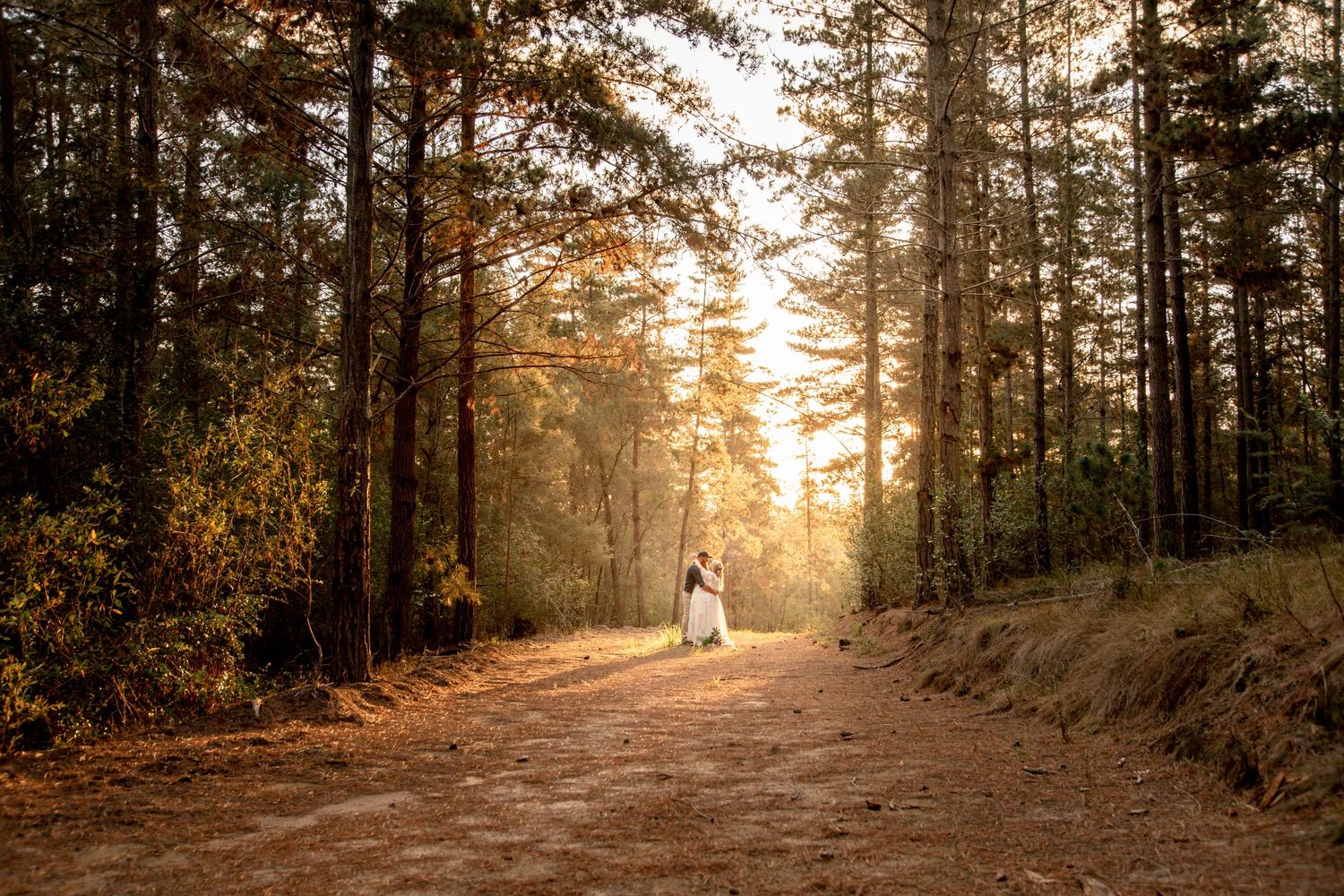 Sunlight streams through tall pine trees along a misty forest path during golden hour.