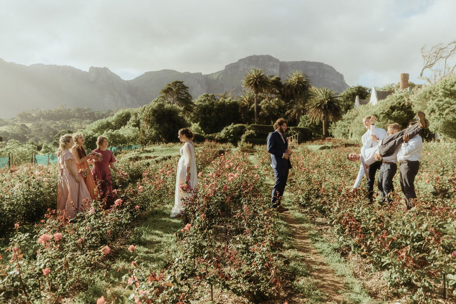 People harvesting strawberries in rows of plants on a misty mountainside farm field during harvest season.