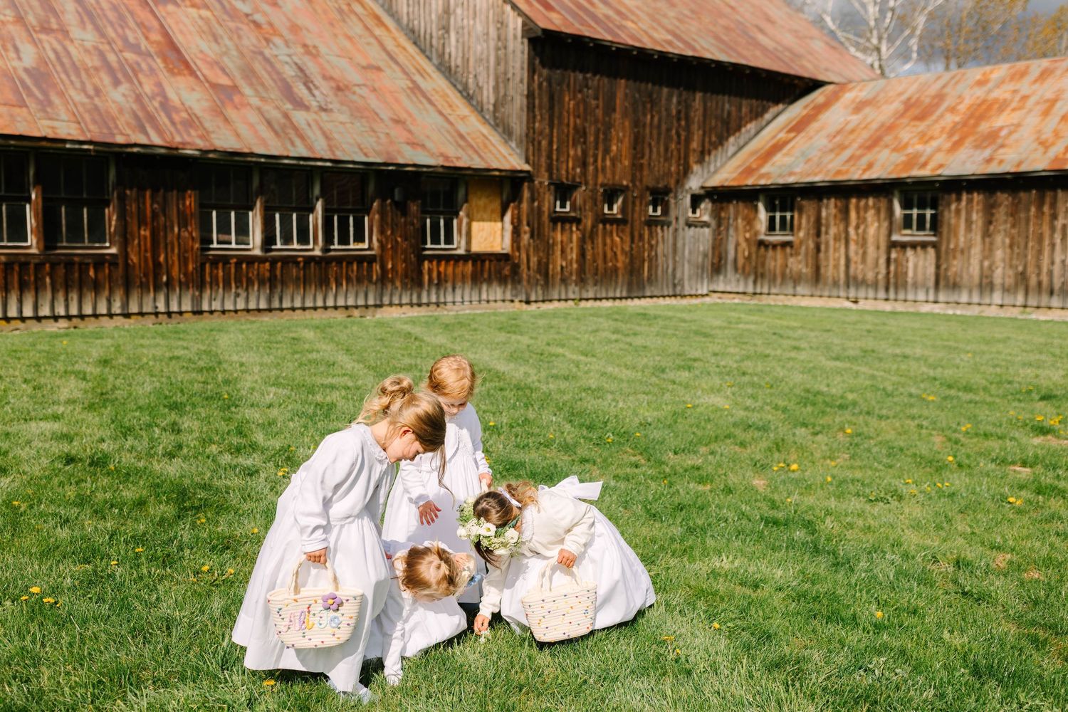 Four flower girls in white dresses gather together on green lawn in front of a rustic barn.