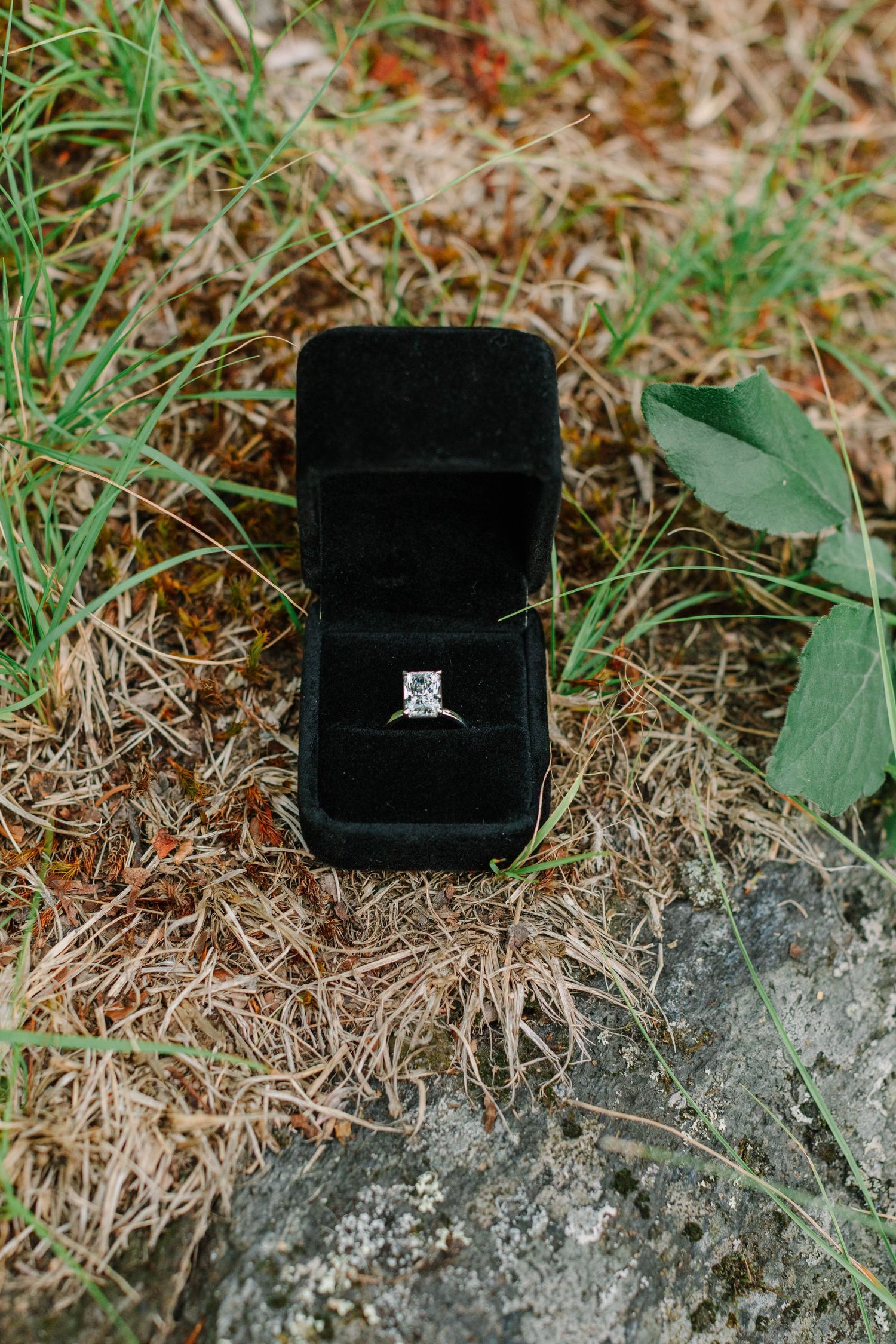 Diamond engagement ring in a black velvet box resting on natural ground with grass and leaves.