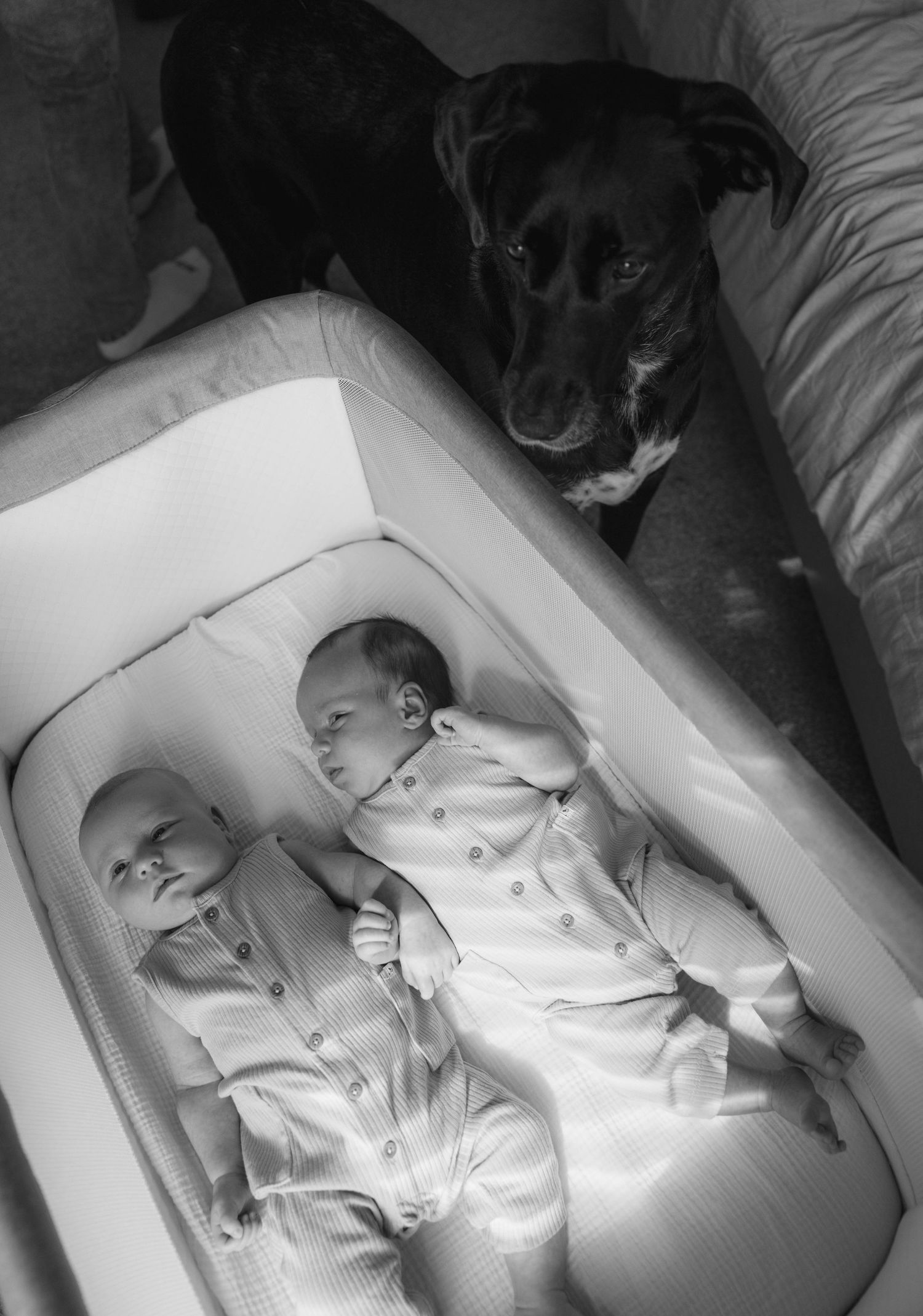 Black and white photo of twin newborn babies lying in a bassinet beside a watchful black dog on a bed.