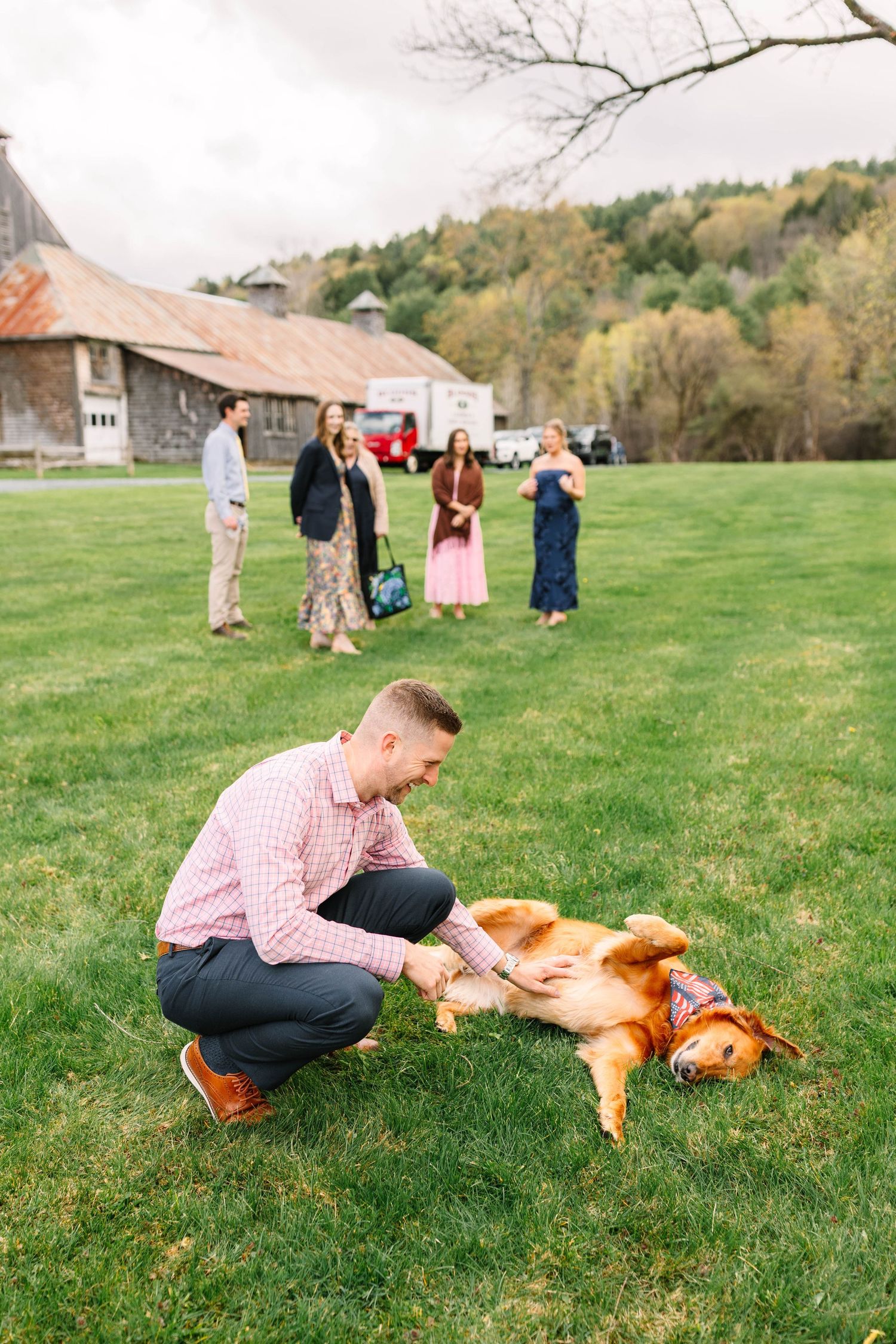 Wedding guest crouching to pet golden retriever rolling on green grass with barn and guests in background.