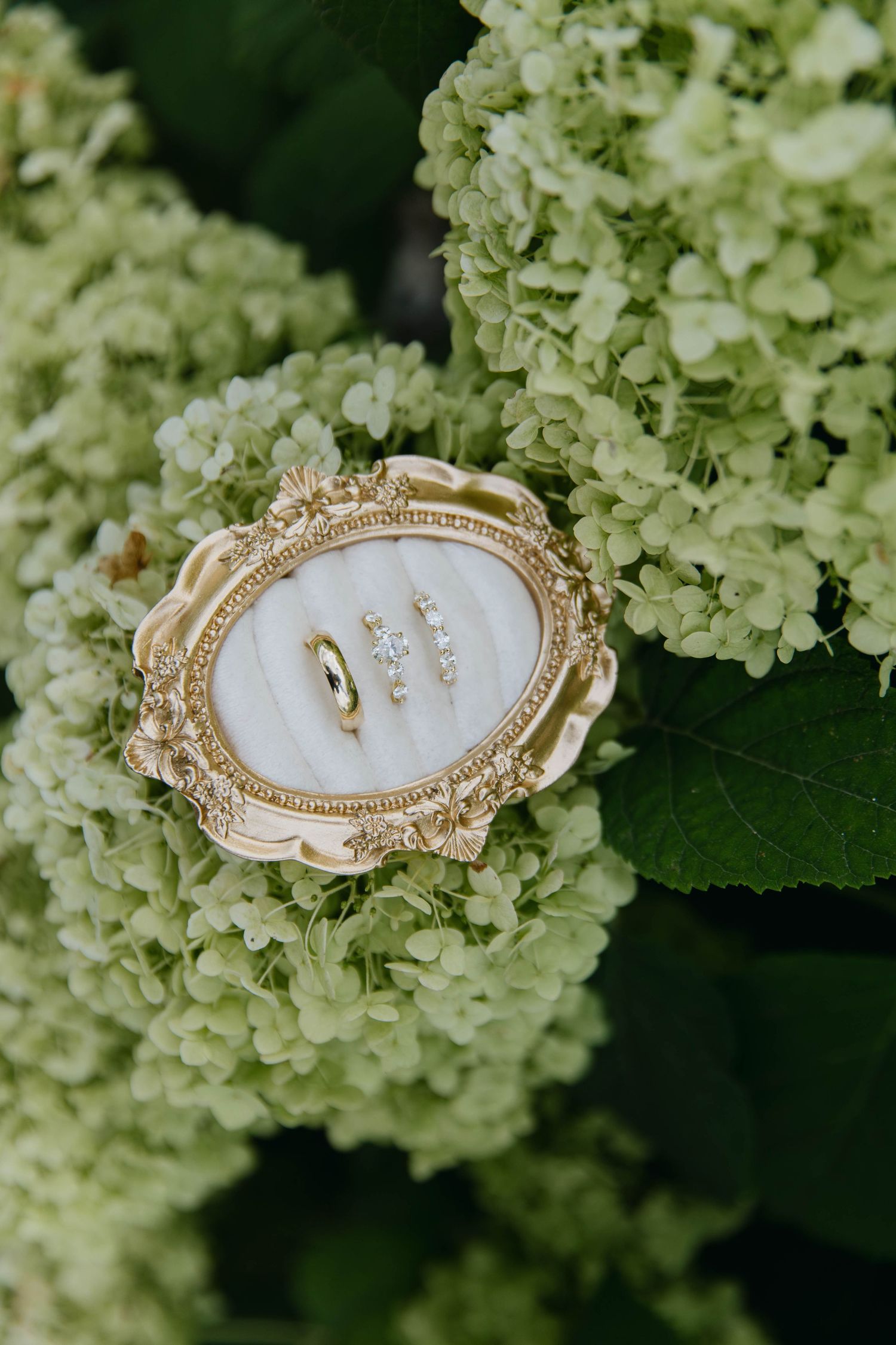 Gold wedding band and diamond earrings displayed in ornate gold frame tray among lush green hydrangea flowers.