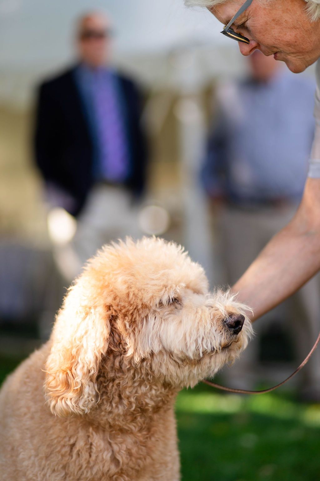 Fluffy golden doodle dog on a leash being petted at an outdoor wedding reception on green grass.