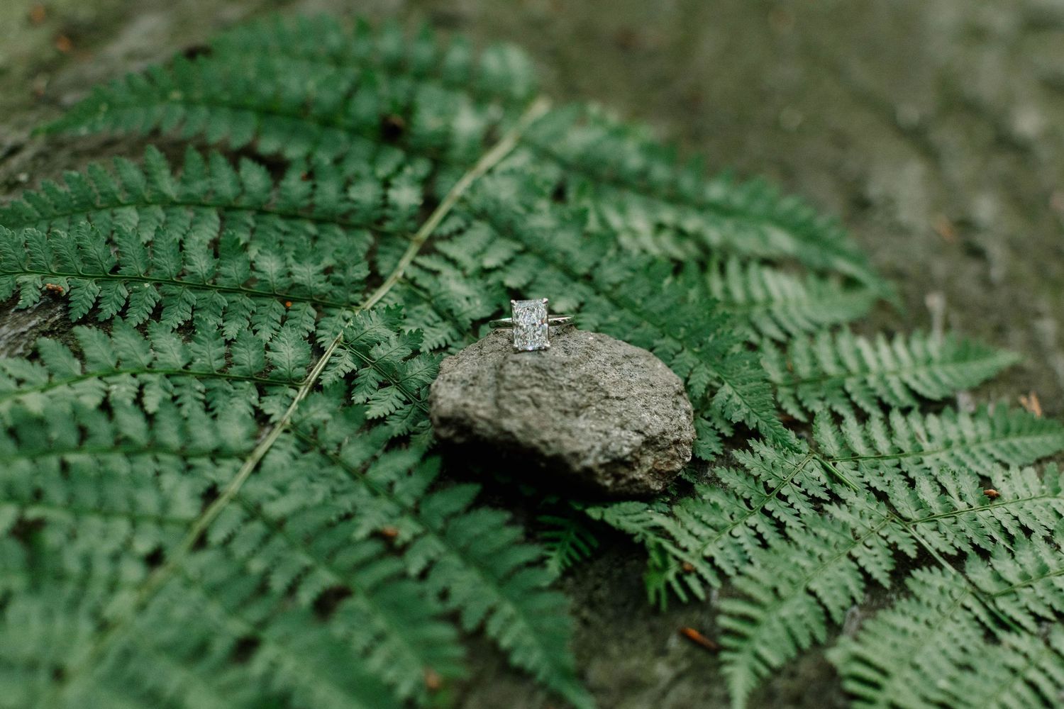 Diamond engagement ring resting on a mossy rock surrounded by lush green ferns in a natural outdoor setting.