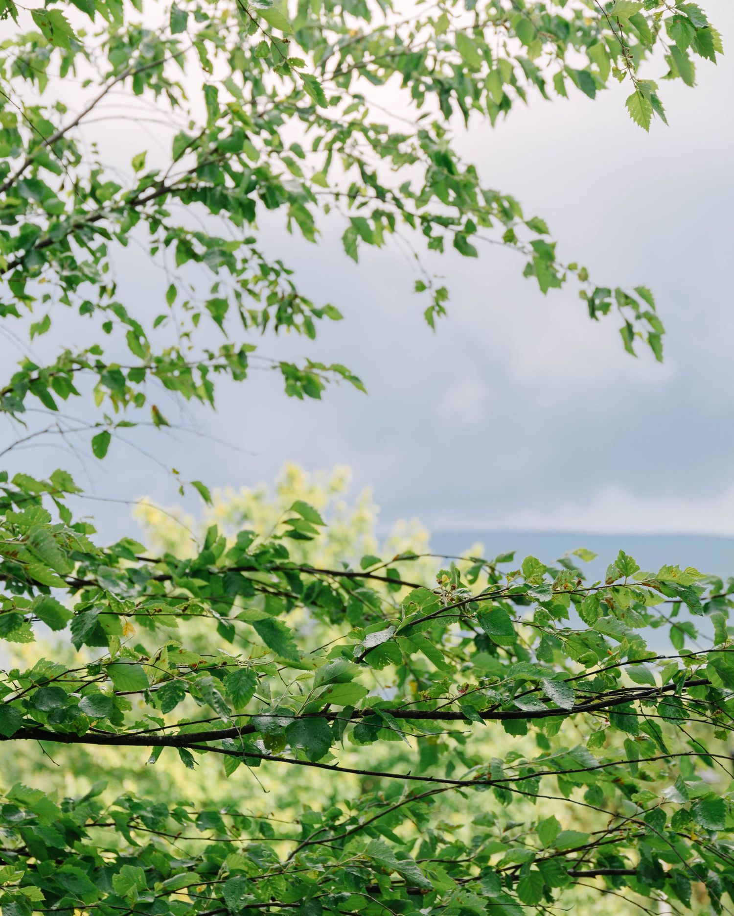 Lush green tree branches framing a cloudy sky in a serene outdoor nature scene.