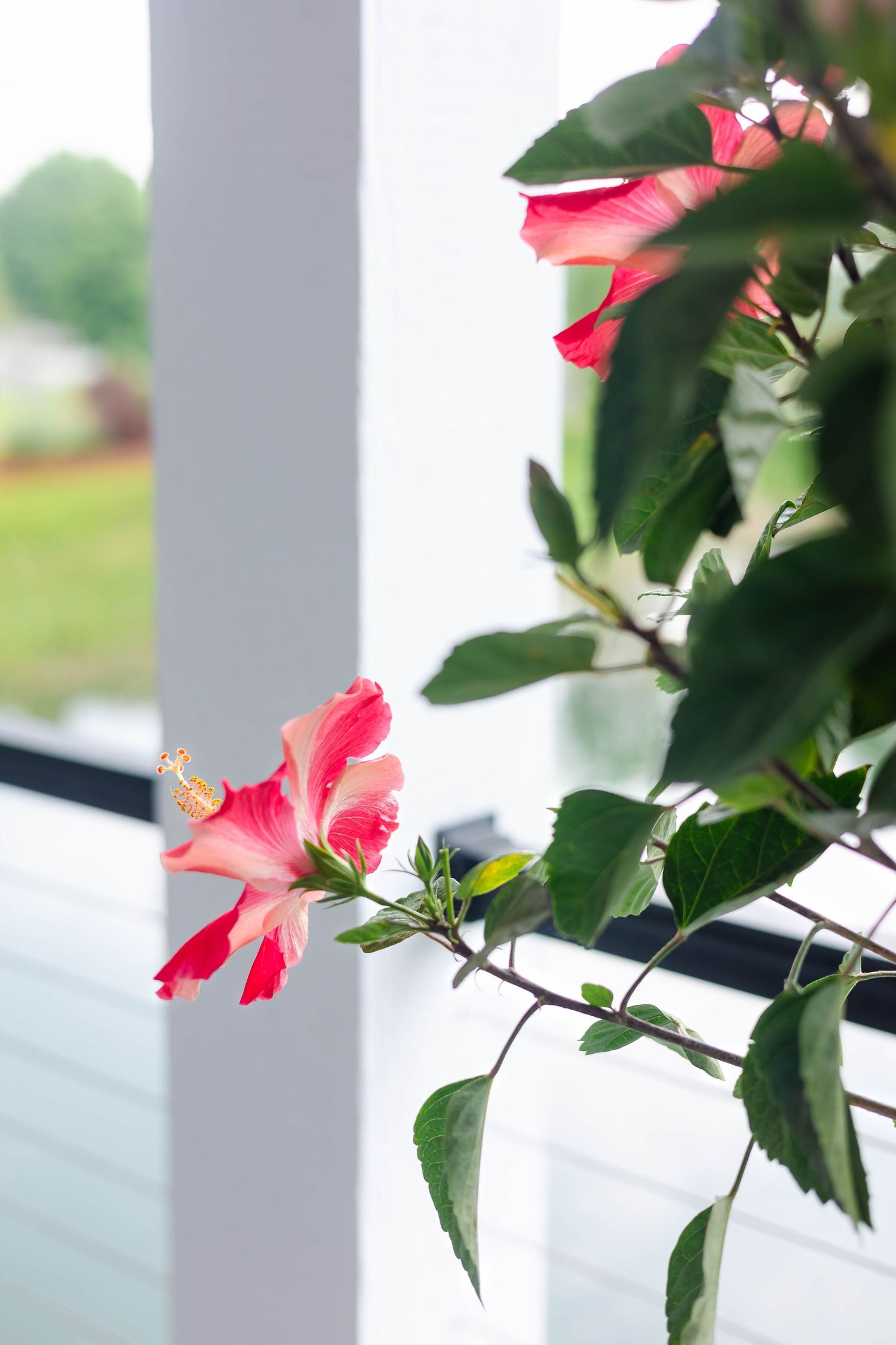 Pink hibiscus flower in bloom on green leafy plant near white porch column.