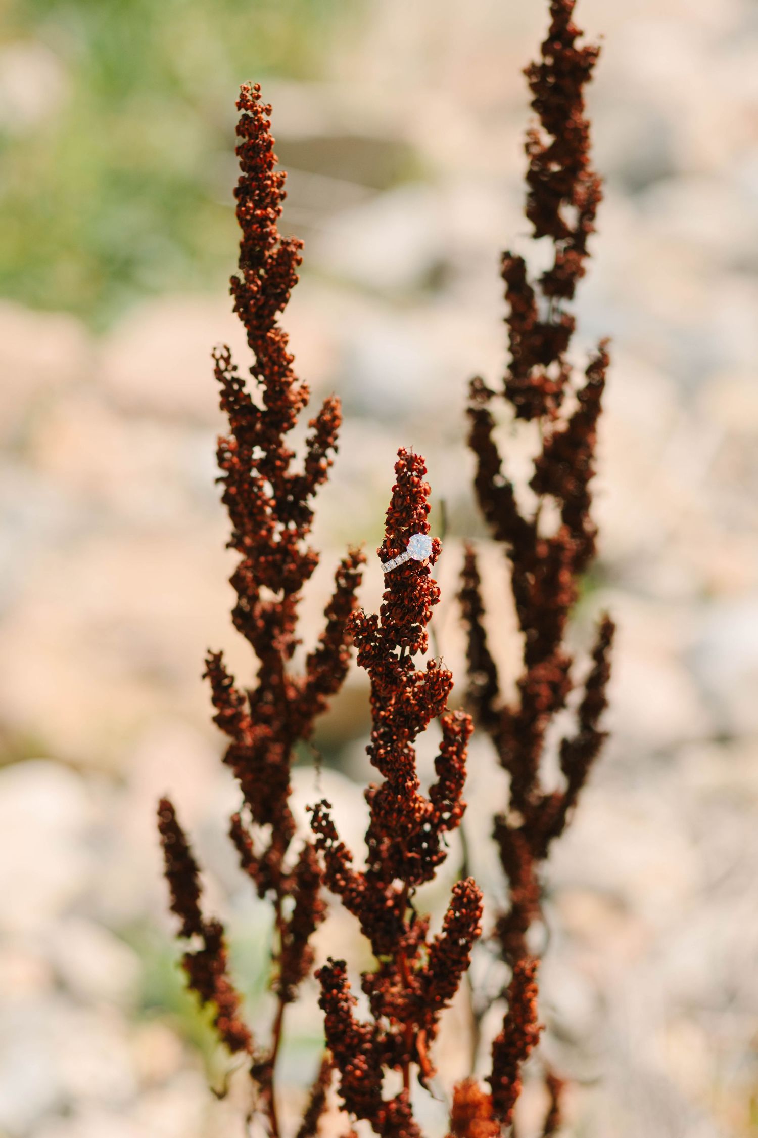 Close-up of tall dark red wild plants with small clustered seeds growing among rocky terrain in natural sunlight.