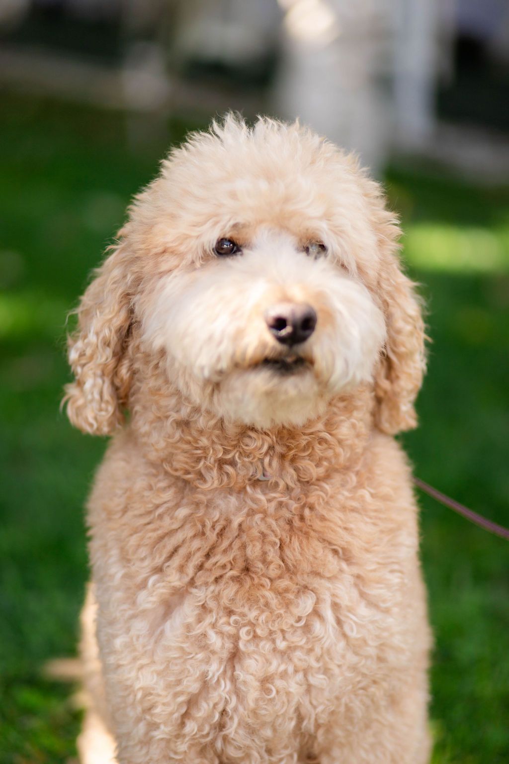 Fluffy golden labradoodle sitting on green grass looking directly at camera in natural sunlight.