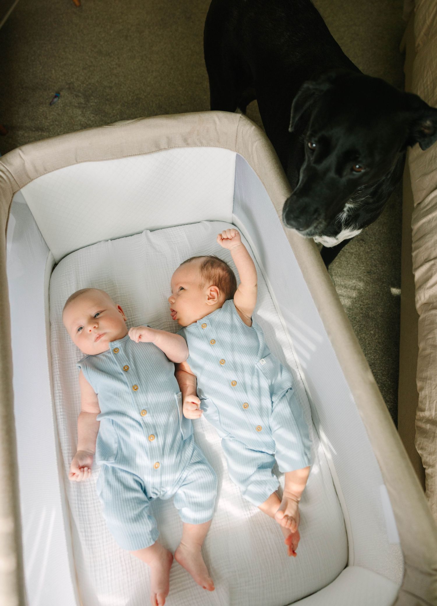 Two newborn twins in blue rompers lying in a bassinet beside a black dog.