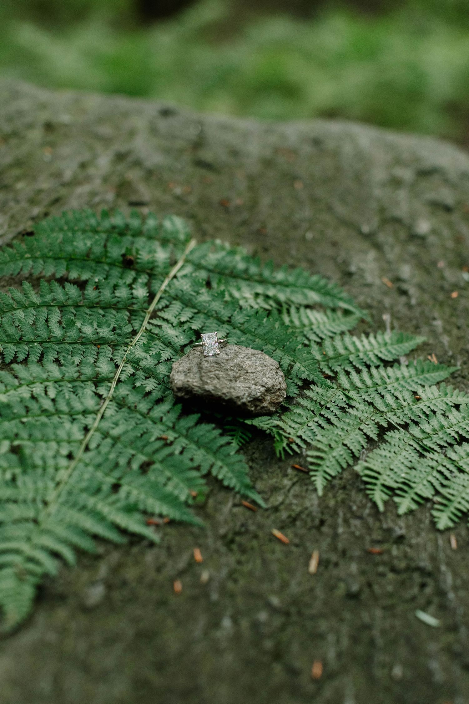 A diamond engagement ring resting on a small rock surrounded by lush green fern leaves in a forest setting.