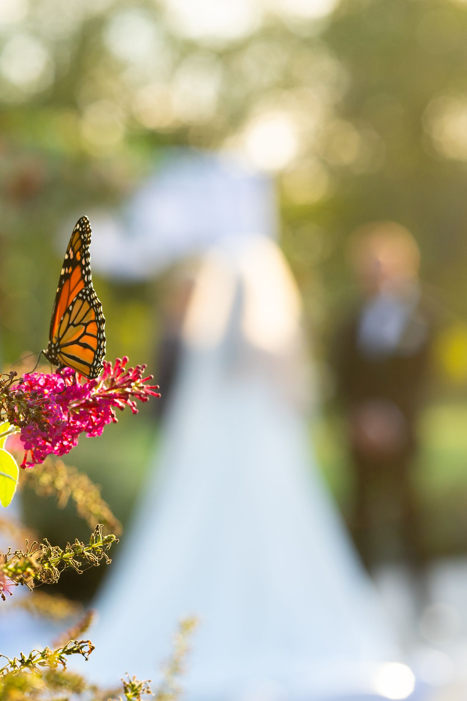 Monarch butterfly perched on pink flower with wedding ceremony blurred in background.