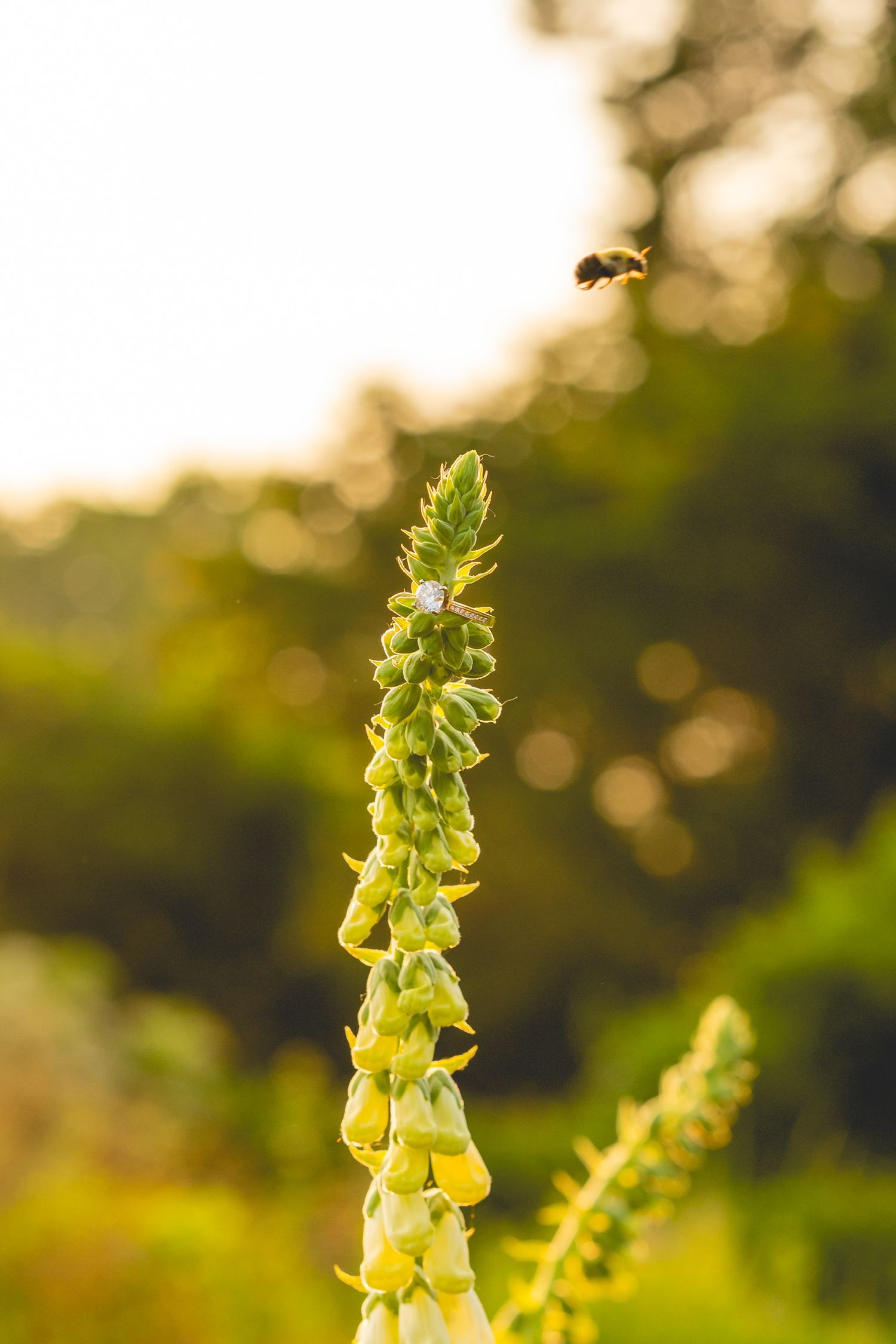 Close-up of yellow-green foxglove flowers and engagement ring against blurred natural background.