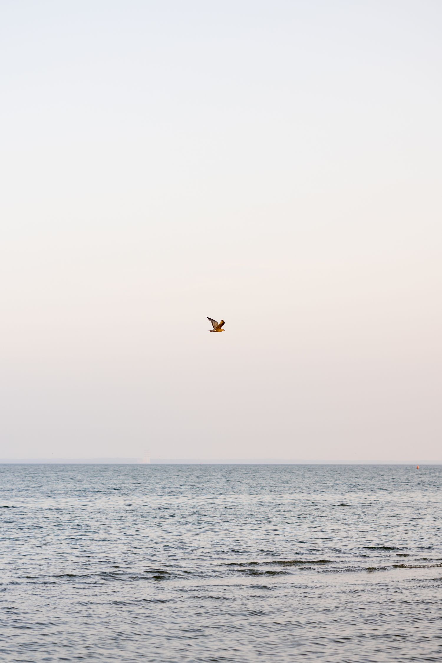 A lone seabird flies over calm ocean waters against a pale pastel sky.