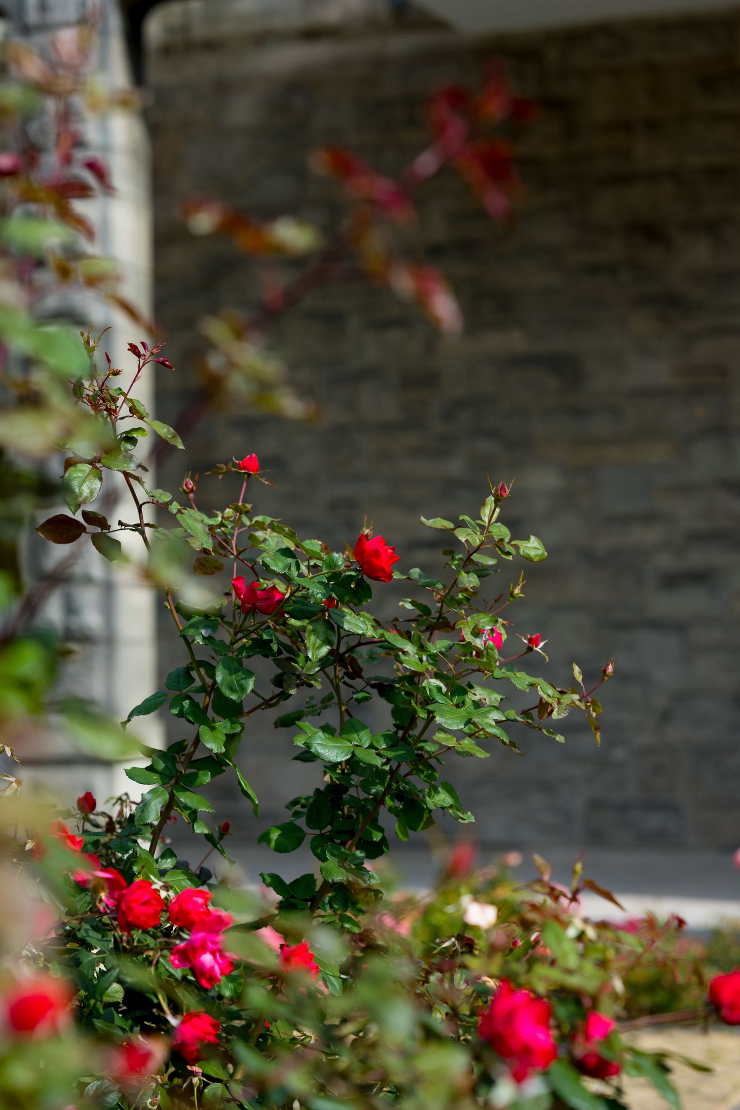 Red roses blooming against a rustic stone wall background at Reid Castle in Purchase, New York