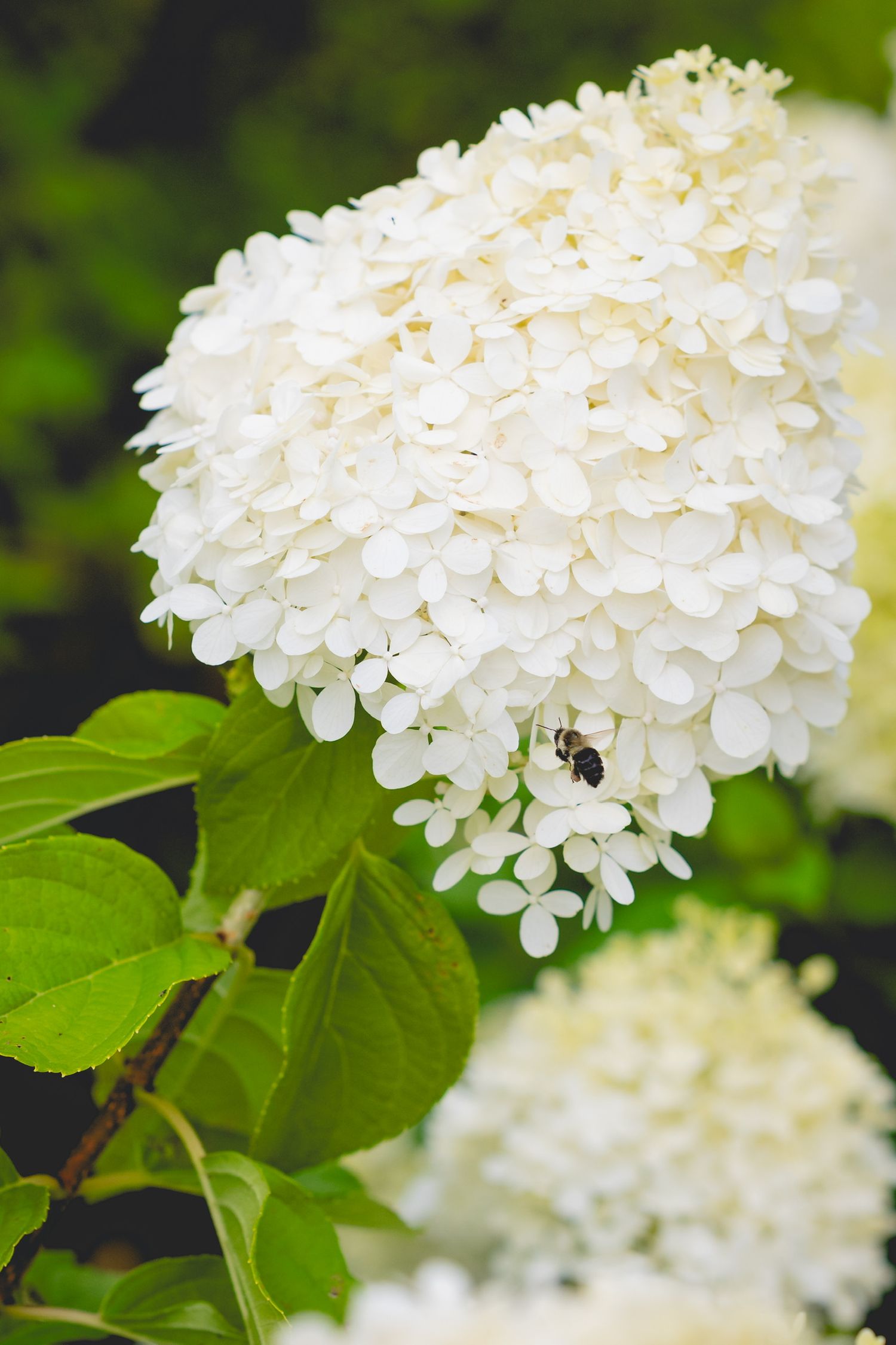 White hydrangea flowers in full bloom with vibrant green leaves in garden setting.