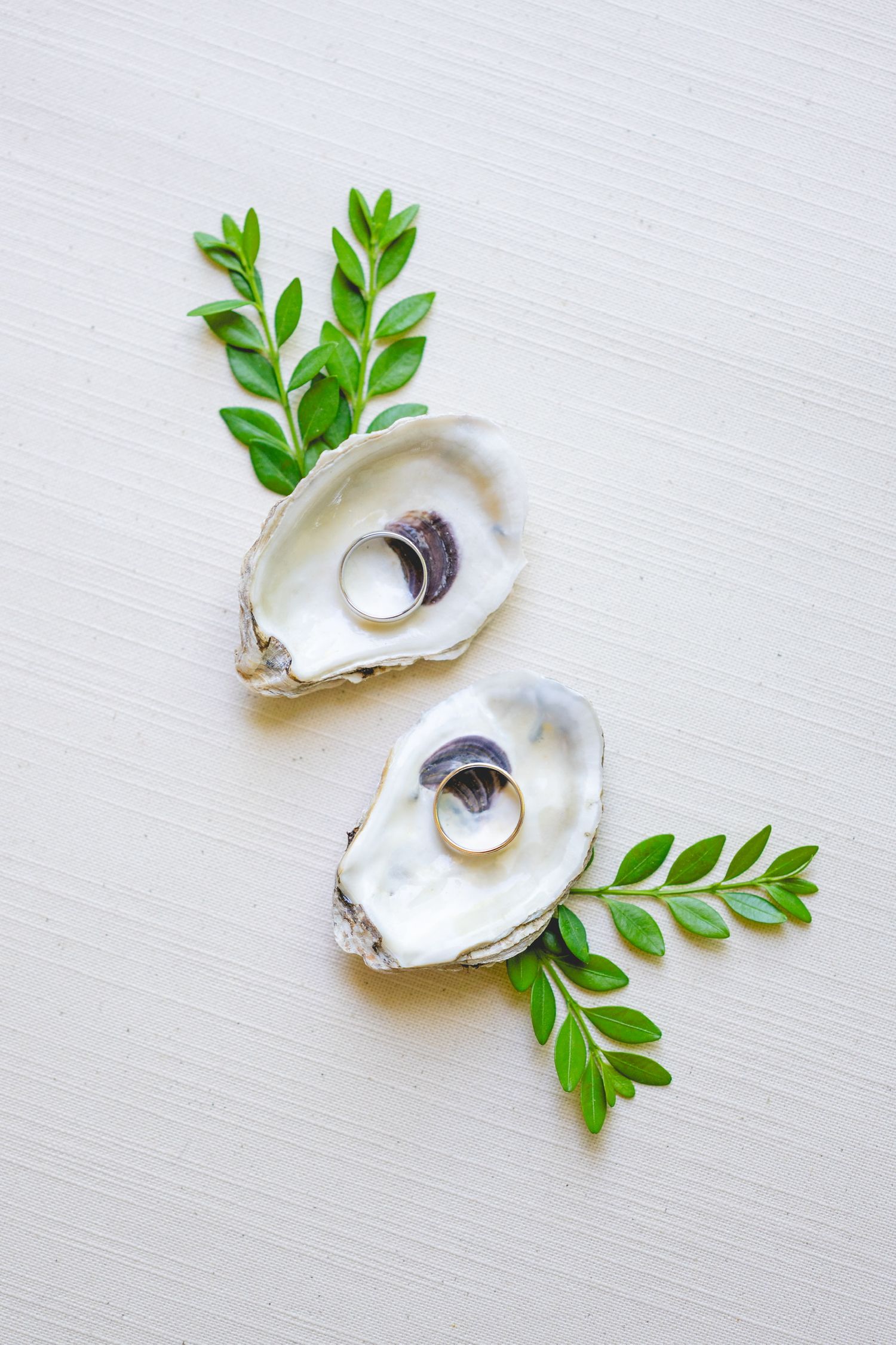 Minimalist composition of empty oyster shells with green leaves on white background.