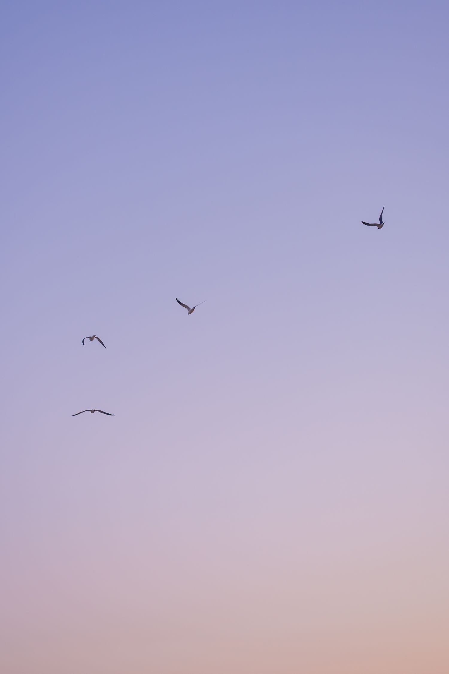 Birds flying across pastel purple sunset sky over Cape Cod beach.