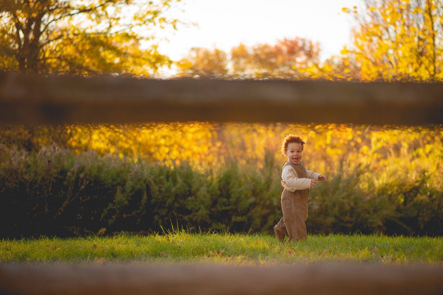 Child in field during golden sunset for family photoshoot.