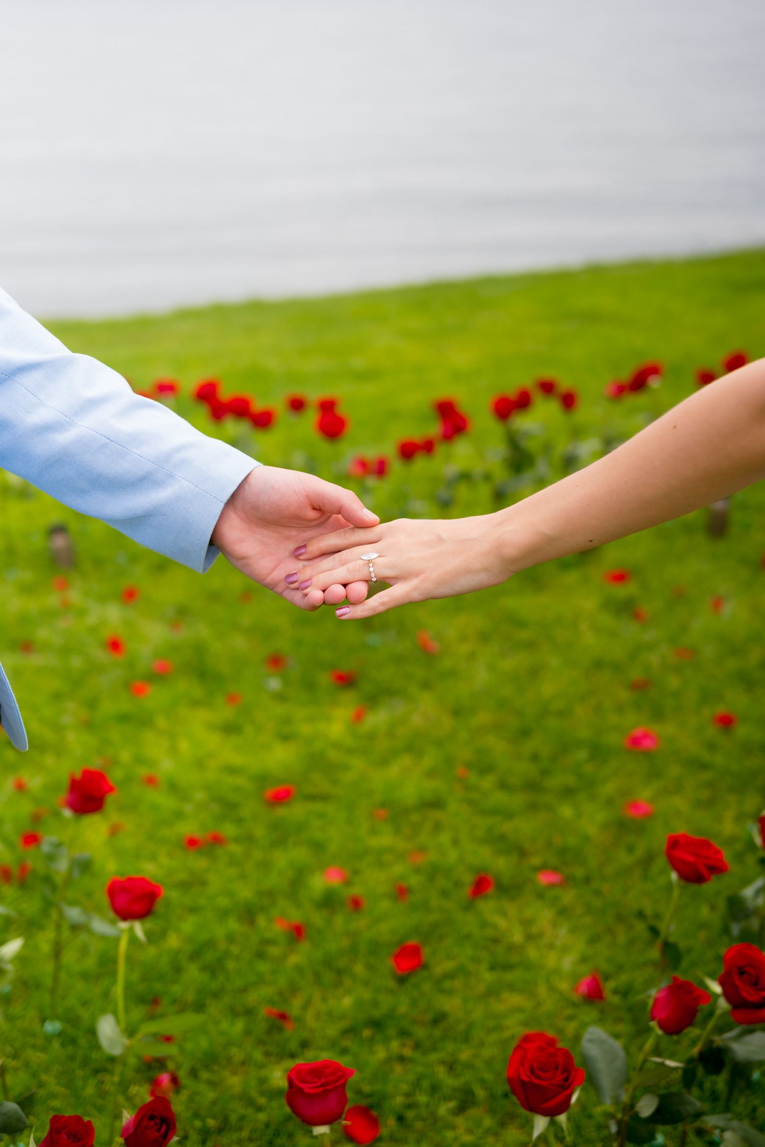 Hands reach for each other in a romantic gesture among blooming red roses in the grass at The Inn at Longshore in Westport, Connecticut.