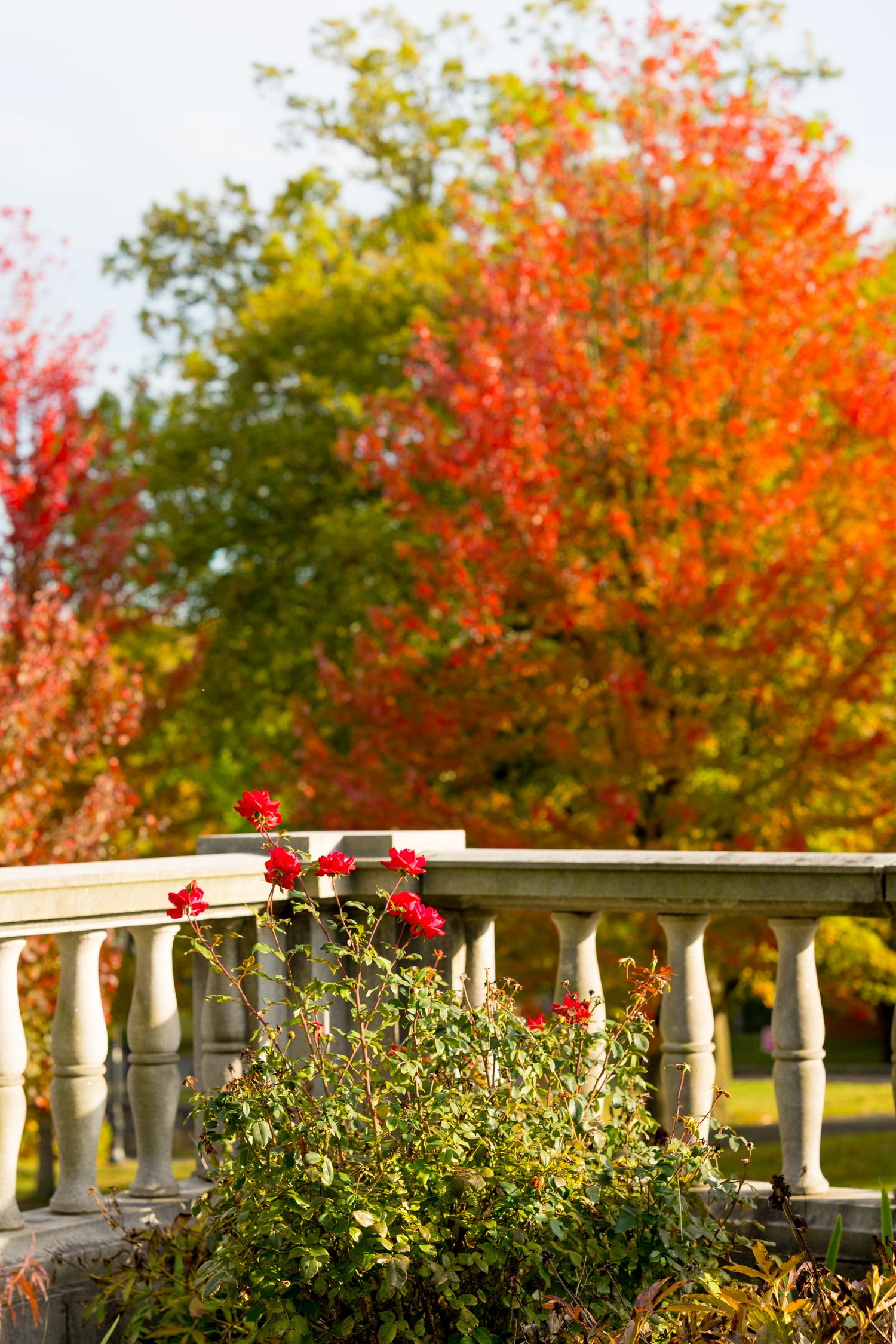 Stone balustrade with autumn foliage and red flowers in the background at Reid Castle in Purchase, New York.