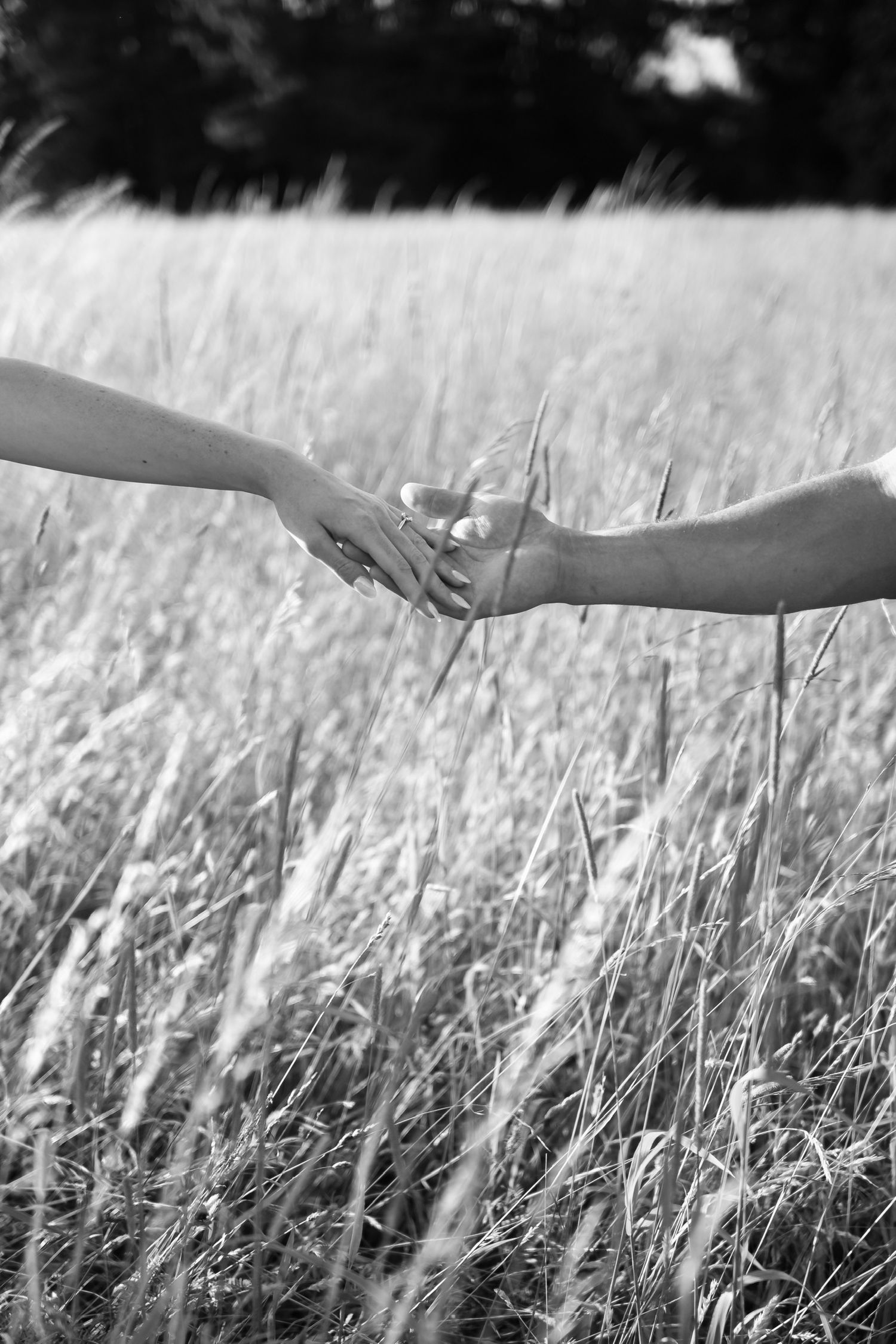Black and white close-up of hands reaching towards each other in tall grass.