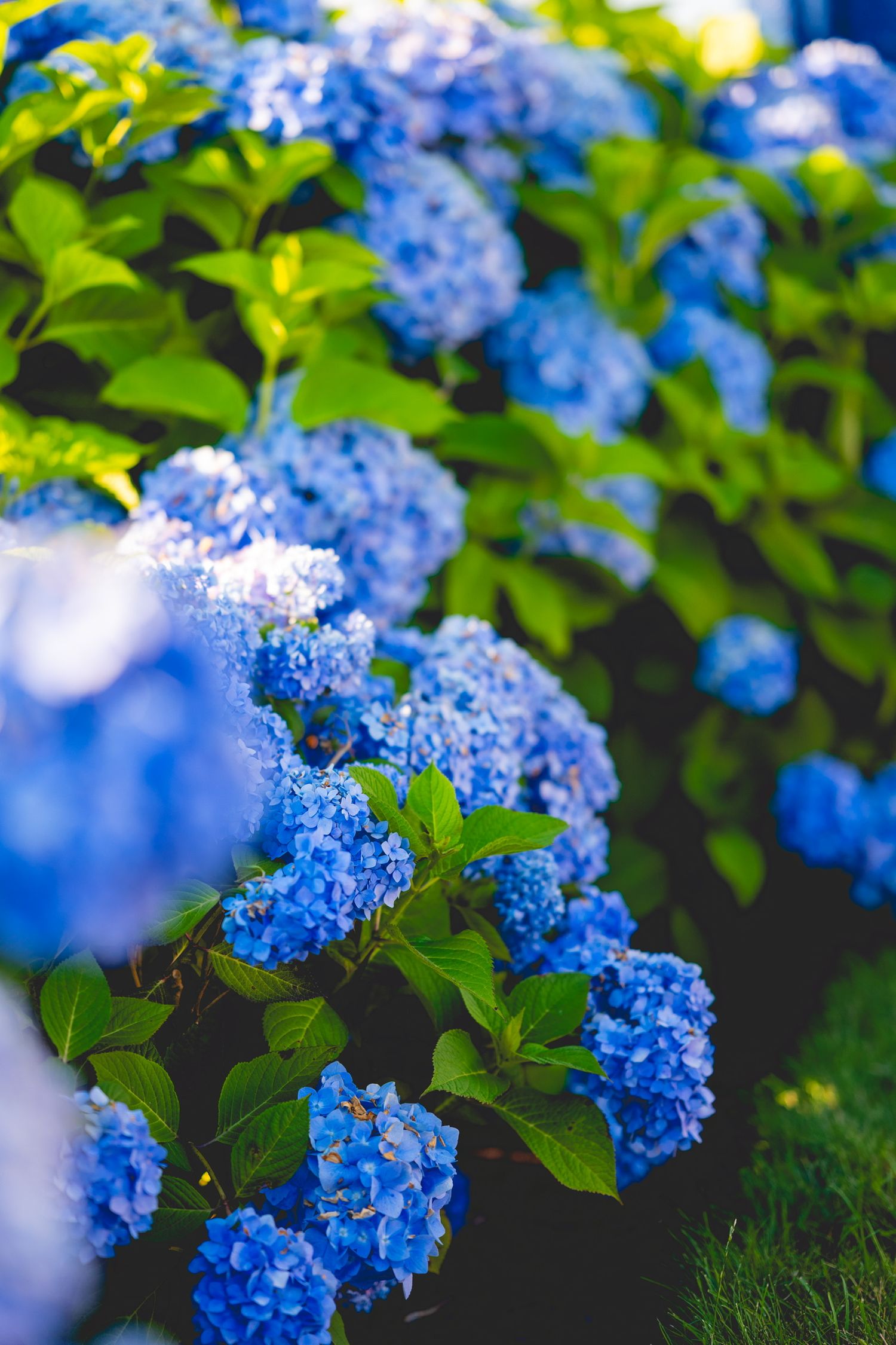 Vibrant blue hydrangea flowers blooming with lush green leaves in Watch Hill, Rhode Island.
