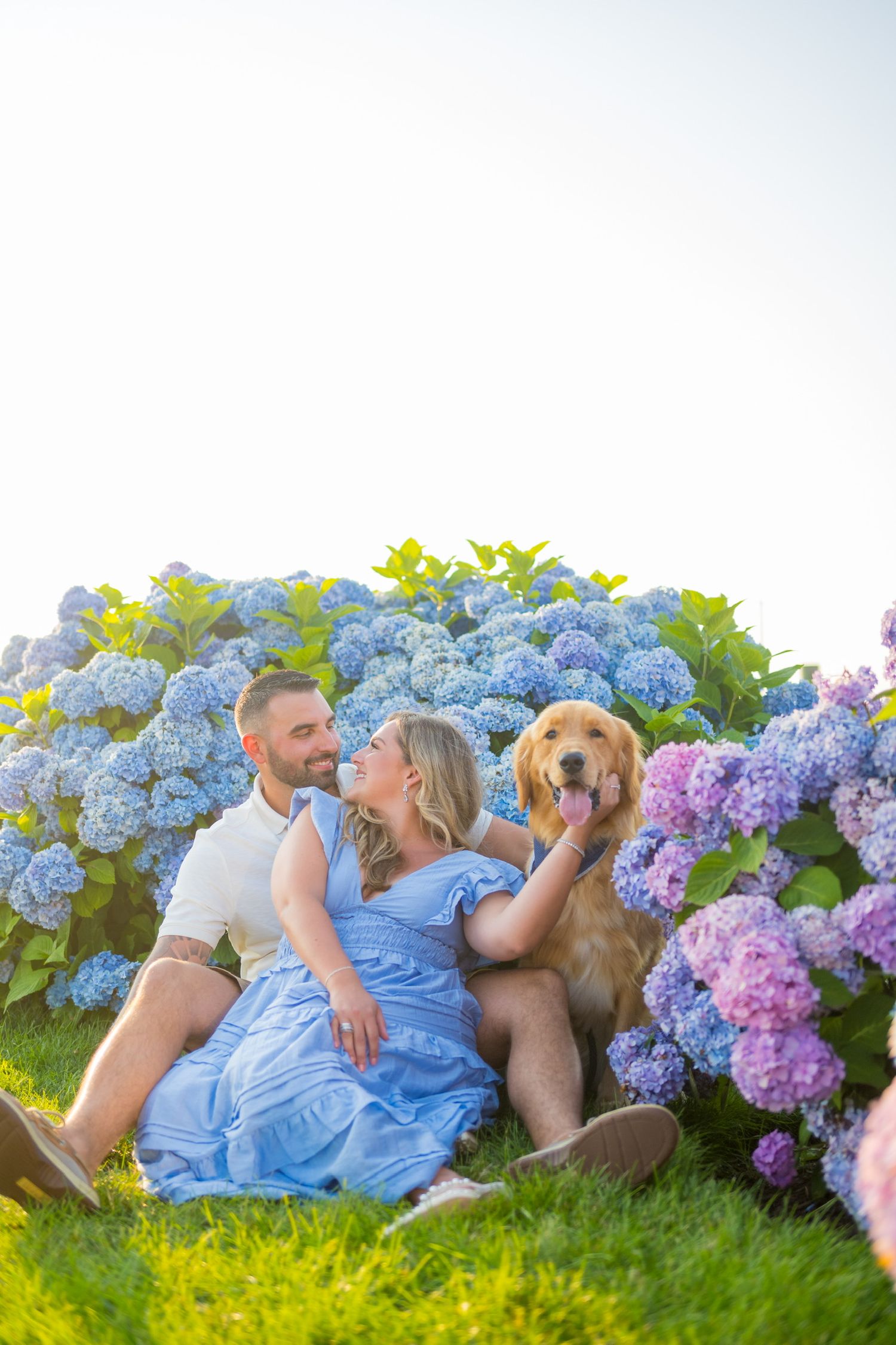 Couple relaxing with golden retriever among blooming blue and purple hydrangeas.