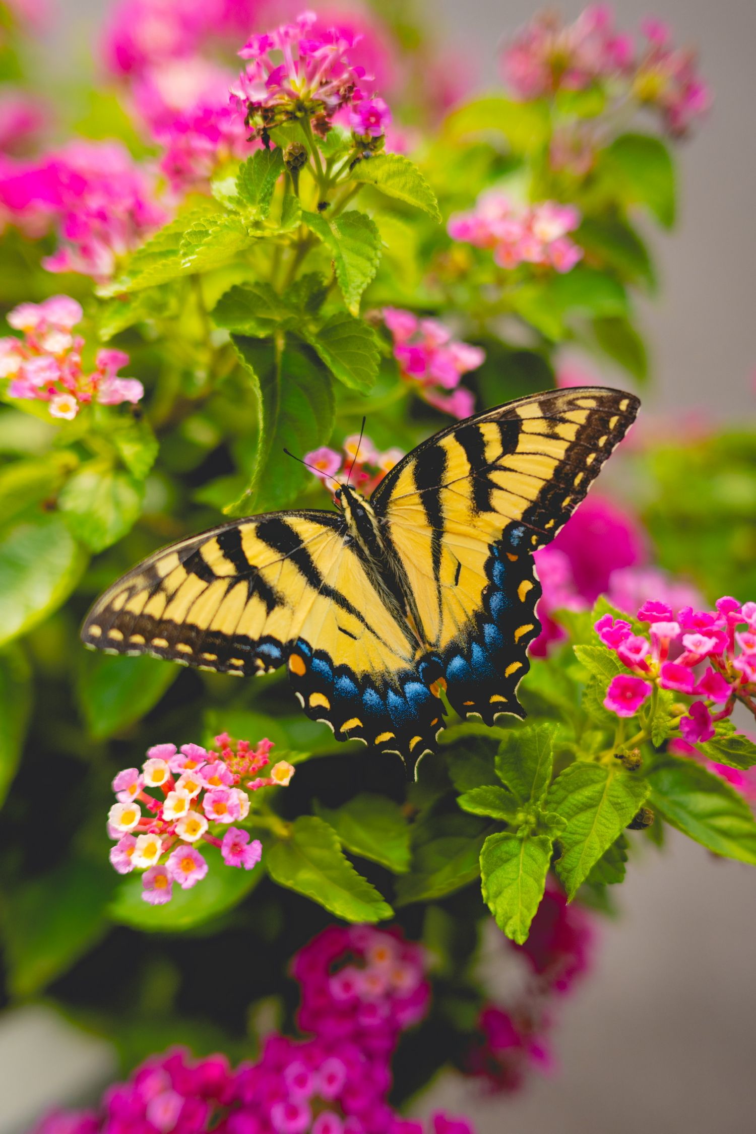 Eastern Tiger Swallowtail butterfly perched on vibrant pink lantana flowers in a garden.