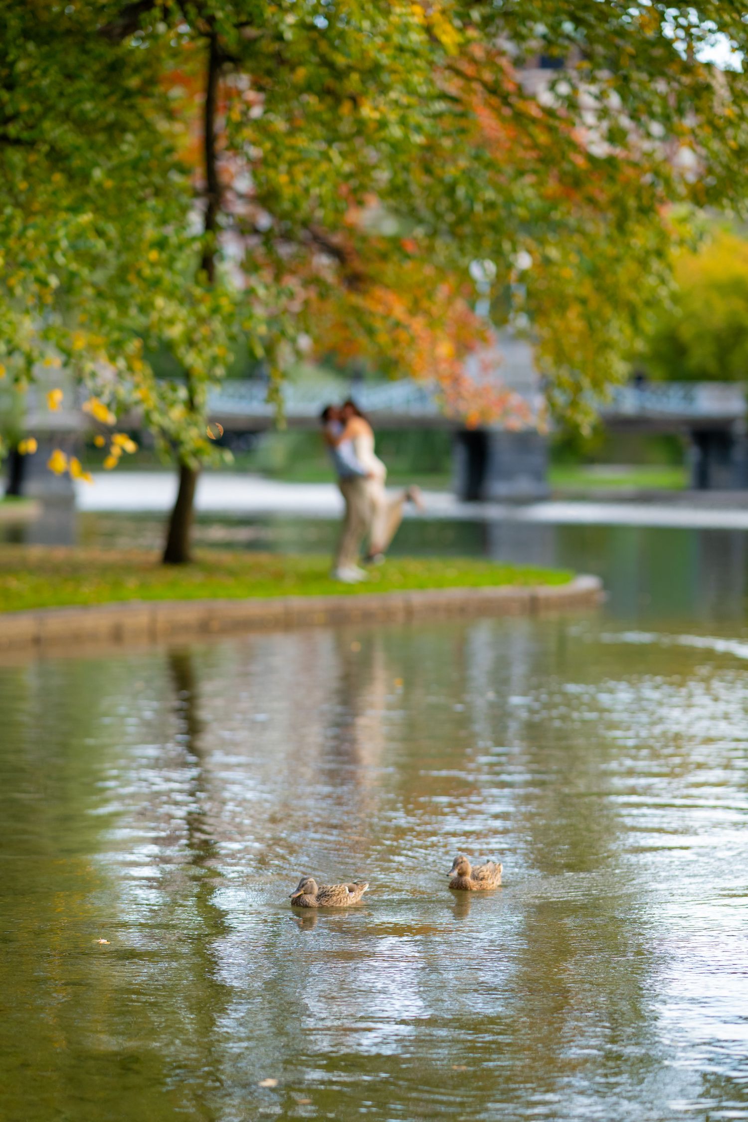 Ducks swim in a pond while a couple embraces in the blurred background in Boston Public Gardens.