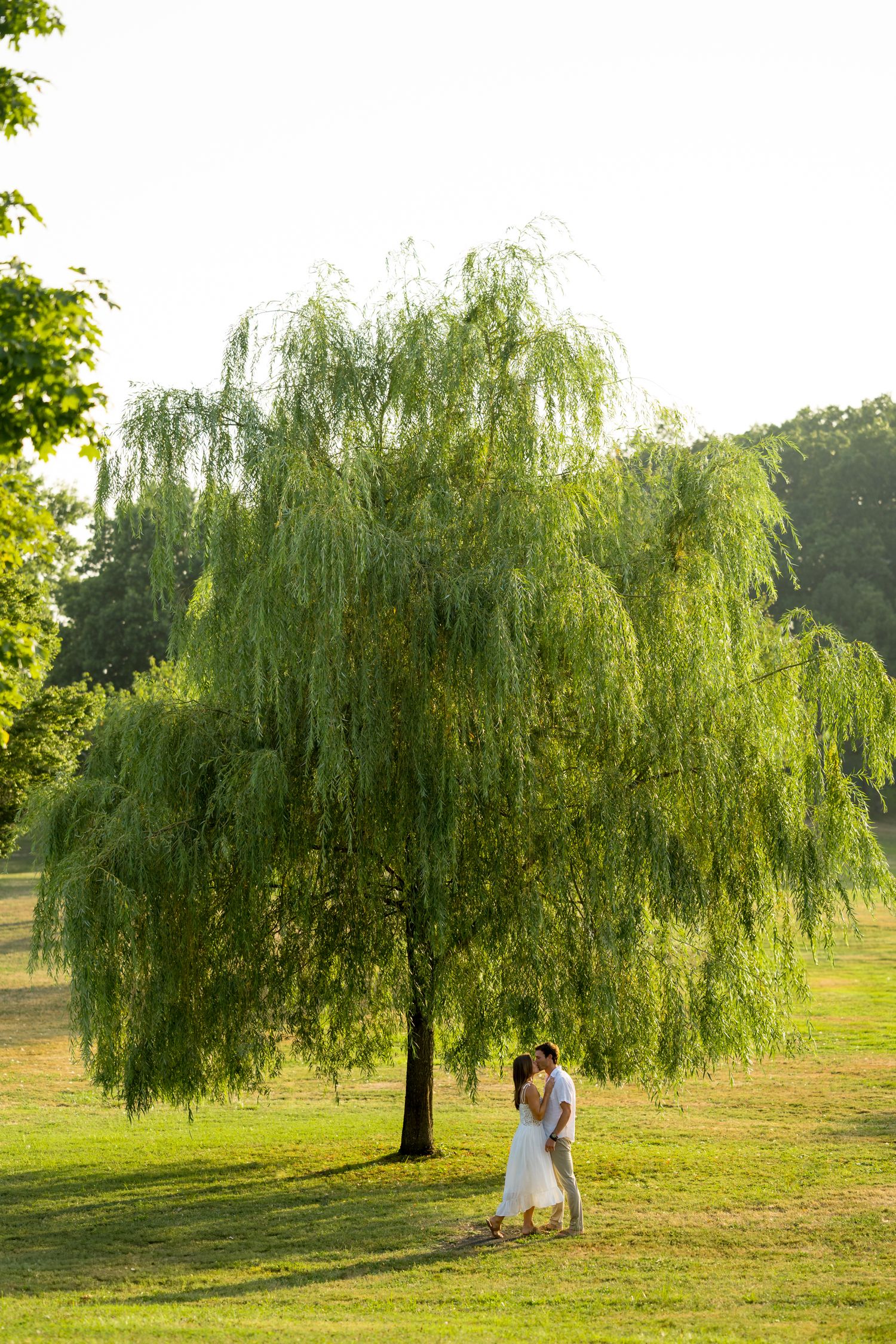 A romantic scene under a majestic weeping willow tree in a sunlit meadow during golden hour.